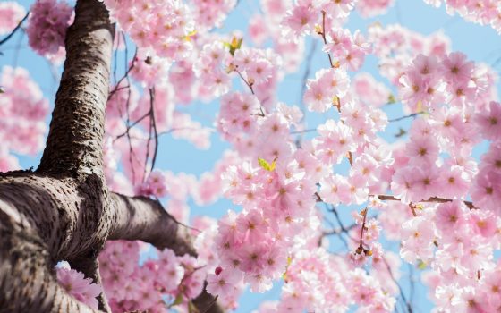 alimentación en primavera