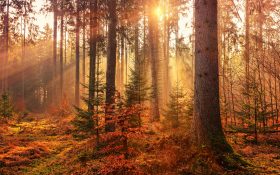 Alimentación en Otoño, ¿Cómo evitar los resfriados?